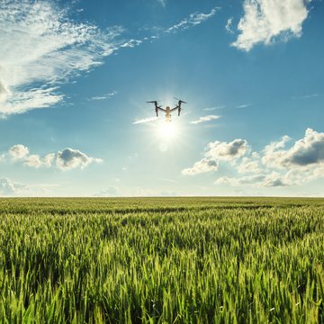 Flying drone and green wheat field