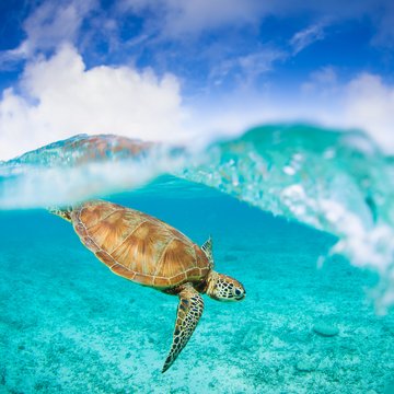 Sea Turtle Sea Turtle
