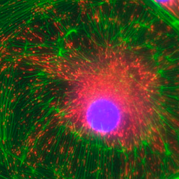 Optical Filters for Fluorescence Imaging Optical Filters for Fluorescence Imaging